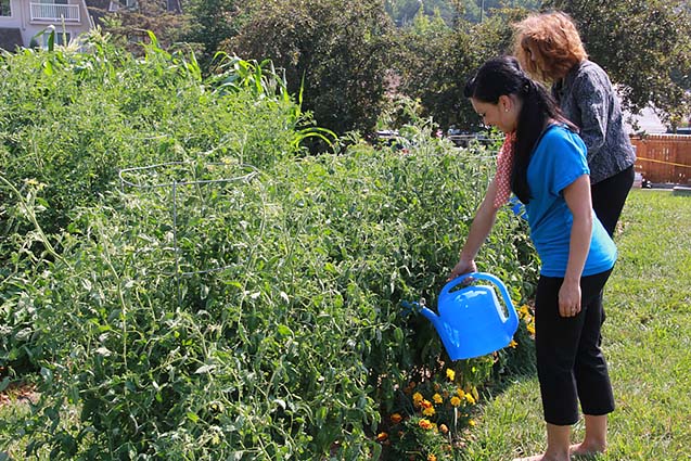 NMC students and faculty watering and tending to the community garden