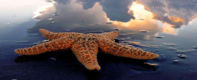 Image of a starfish on the beach.