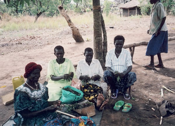 Anna's mother (far left)  and aunties in South Sudan collect casaba leaves.